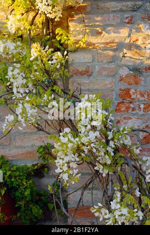 White wisteria flowers in bloom hanging from the vine in Venice, Italy Stock Photo