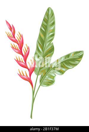 Illustration of tropical heliconia flower. Stock Vector