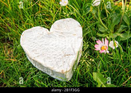 French Neufchatel cheese on the grass Stock Photo