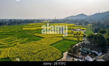 (200225) -- CHENGDU, Feb. 25, 2020 (Xinhua) -- Aerial photo taken on Feb. 25, 2020 shows the cole flower fields in Chongzhou, southwest China's Sichuan Province. (Xinhua/Wang Xi) Stock Photo