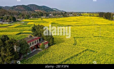 (200225) -- CHENGDU, Feb. 25, 2020 (Xinhua) -- Aerial photo taken on Feb. 25, 2020 shows the cole flower fields in Chongzhou, southwest China's Sichuan Province. (Xinhua/Wang Xi) Stock Photo