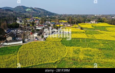 (200225) -- CHENGDU, Feb. 25, 2020 (Xinhua) -- Aerial photo taken on Feb. 25, 2020 shows the cole flower fields in Chongzhou, southwest China's Sichuan Province. (Xinhua/Wang Xi) Stock Photo