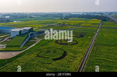 (200225) -- CHENGDU, Feb. 25, 2020 (Xinhua) -- Aerial photo taken on Feb. 24, 2020 shows the cole flower fields in Yongxing Village, Anren Township of Dayi County, southwest China's Sichuan Province. (Xinhua/Wang Xi) Stock Photo