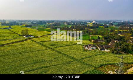 (200225) -- CHENGDU, Feb. 25, 2020 (Xinhua) -- Aerial photo taken on Feb. 24, 2020 shows the cole flower fields in Yongxing Village, Anren Township of Dayi County, southwest China's Sichuan Province. (Xinhua/Wang Xi) Stock Photo