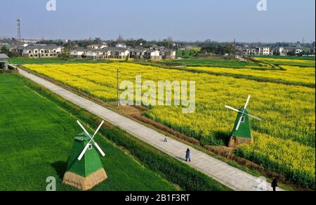 (200225) -- CHENGDU, Feb. 25, 2020 (Xinhua) -- Aerial photo taken on Feb. 25, 2020 shows the cole flower fields at an agricultural industry function zone in Chongzhou, southwest China's Sichuan Province. (Xinhua/Wang Xi) Stock Photo