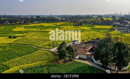 (200225) -- CHENGDU, Feb. 25, 2020 (Xinhua) -- Aerial photo taken on Feb. 25, 2020 shows the cole flower fields in Chongzhou, southwest China's Sichuan Province. (Xinhua/Wang Xi) Stock Photo