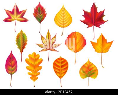 Autumn leaves. Fallen leaf, dry fall leafy litter and falling october nature leaves isolated vector set Stock Vector