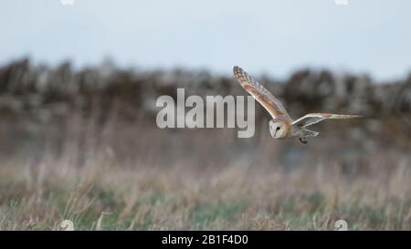 A wild Barn Owl (Tyto Alba) in flight and hunting over grassland in the Cotswolds, Gloucestershire in the winter. Stock Photo