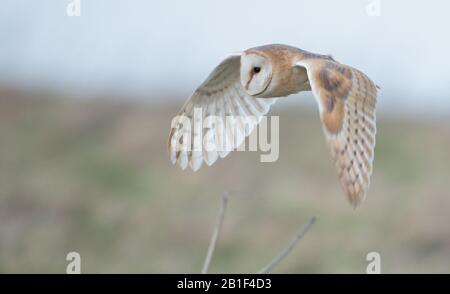 A wild Barn Owl (Tyto Alba) in flight and hunting over grassland in the Cotswolds, Gloucestershire in the winter. Stock Photo