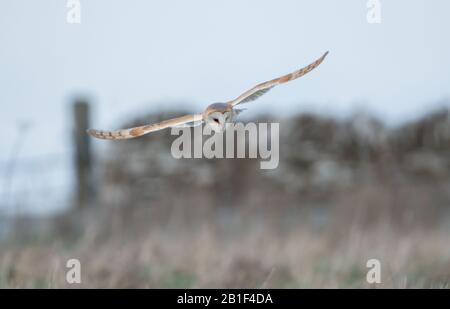 A wild Barn Owl (Tyto Alba) in flight and hunting over grassland in the Cotswolds, Gloucestershire in the winter. Stock Photo