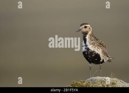 A Golden Plover (Pluvialis Apricaria) on a rocky, mossy outcrop taken in Borgarnes, Iceland during the summer. Stock Photo