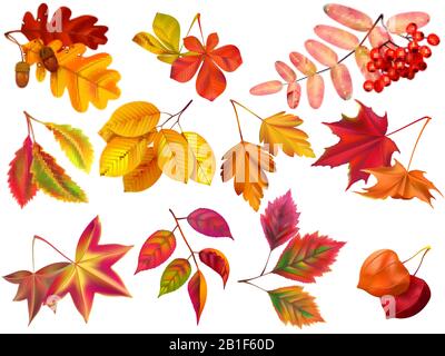 Autumn leaf. Maple fall leaves, fallen foliage and autumnal nature leafage realistic vector set Stock Vector