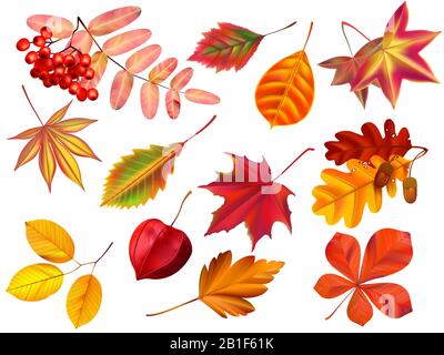 Color autumn leaves. Fallen leaves, colored dry leaf and yellow leaves realistic vector set Stock Vector