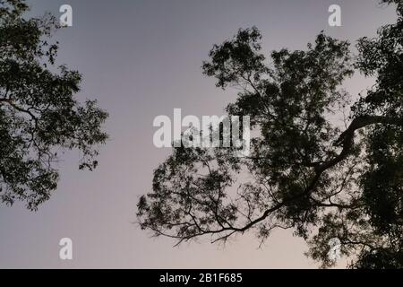 Nice shape of abstract dried tree branch against sunset sky. Stock Photo