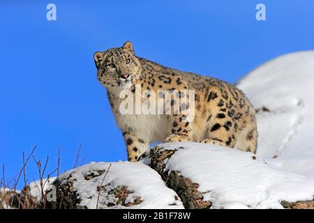 Snow leopard (Panthera uncia), adult, captive, in winter, in snow, alert, on rocks, Montana, North America, USA Stock Photo