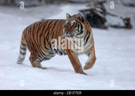 Siberian tiger (Panthera tigris altaica), adult, captive, in winter, in snow, stalking, Montana, North America, USA Stock Photo