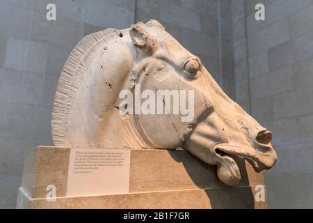 Head of horse, East Pediment, Parthenon Marbles, also known as the Elgin Marbles at the British Museum, Parthenon Gallery, London, England UK Stock Photo