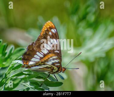 A Lorquin's Admiral (Limenitis lorquini) butterfly alights on a bush near Bennington Lake in Walla Walla, WA. Stock Photo