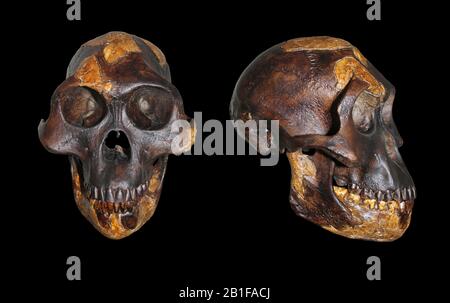 Lucy Australopithecus afarensis Stock Photo