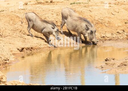 Common Warthog (Phacochoerus africanus) adult and juvenile drinking at waterhole, Addo Elephant National Park, Eastern Cape, South Africa Stock Photo
