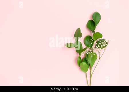 Ruscus branches and gypsophila flowers on a pink pastel background. Floral composition with place for text. Stock Photo