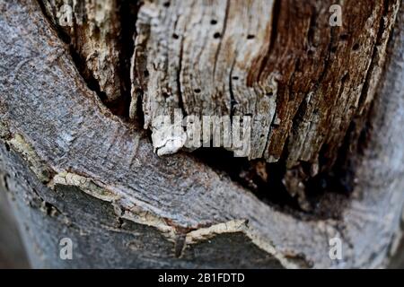 Detail of old and dry tree trunk Stock Photo