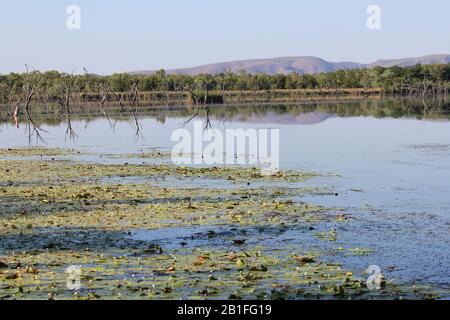 Kununurra wetlands Western Australia Stock Photo