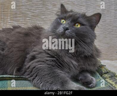 Gray cat Nebelung cat is lying on the sofa at home. Nebelung-a rare breed, similar to the Russian blue, except for medium length, with silky hair. Stock Photo