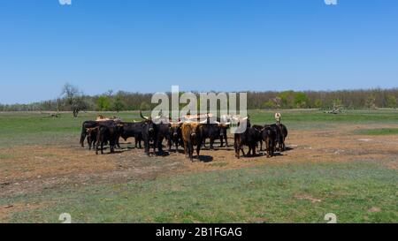 Aurochs and wild horses stand in the field in the Hortobagy National Park in Hungary Stock Photo