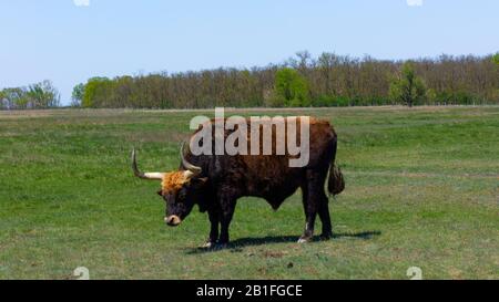 Aurochs stand in the field in the Hortobagy National Park in Hungary Stock Photo