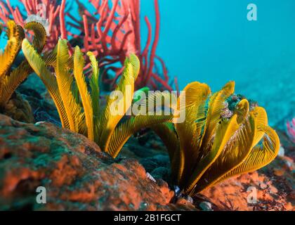 Close up of Elegant Feather stars (Tropiometra carinata) on the reef. Stock Photo