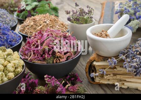 Bowls and mortars of dry medicinal herbs: lavender, cornflower coneflower, daisies, thyme flowers, oak bark. Healing herbs assortment and old book on Stock Photo