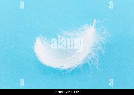 White Fluffy Feather on a Blue Background. Stock Photo
