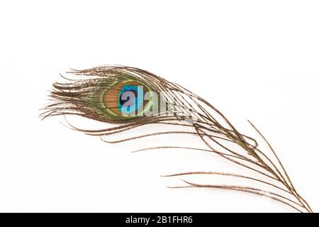 Peacock Feather on a White Background. Stock Photo