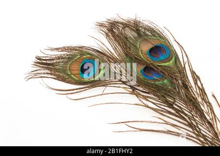 Peacock Feathers on a White Background. Stock Photo