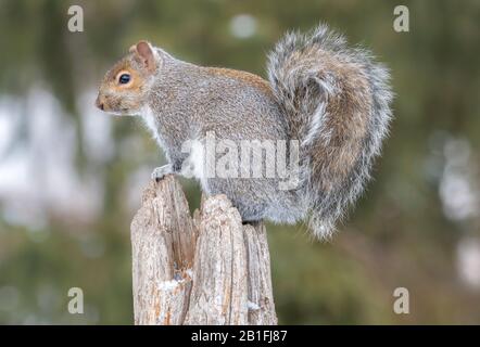 Eastern Gray squirrel (sciurus carolinensis), climbing up tree stump, Winter, E USA, by Dominique Braud/Dembinsky Photo Assoc Stock Photo