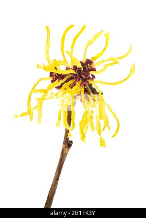 American witch hazel flower isolated on white background Stock Photo