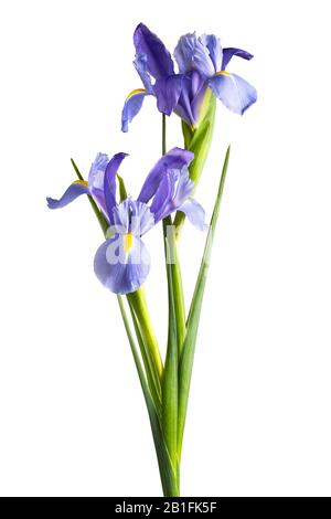 Iris flowers isolated on white background Stock Photo