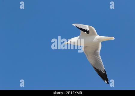 Close up of white seagull flying in blue sky Stock Photo