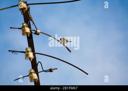 bird on a telephone pole Stock Photo