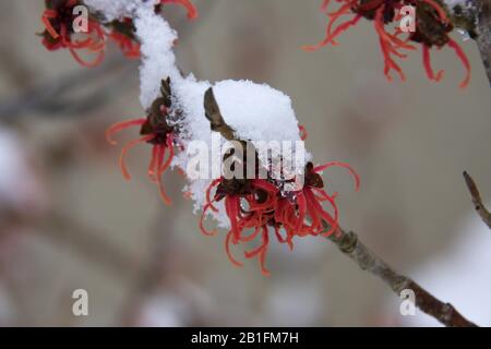 Red flowers of hamamelis vernalis witch hazel covered in snow against blurred background, close up selective focus early february Stock Photo