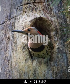 Northern Flicker woodpecker sticking head out of its tree hole nest Stock Photo