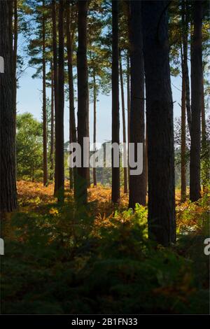 A mature, dark pine forest with sunshine through the trees and autumn colours Stock Photo