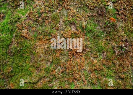 Rock with moss Stock Photo