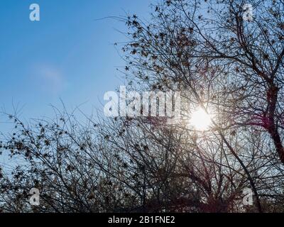 Nature scene of the Wetlands Park at Nevada Stock Photo