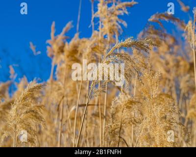 Nature scene of the Wetlands Park at Nevada Stock Photo