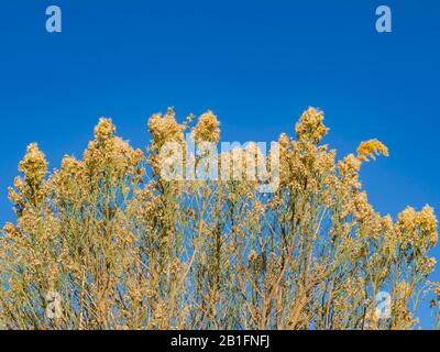 Nature scene of the Wetlands Park at Nevada Stock Photo