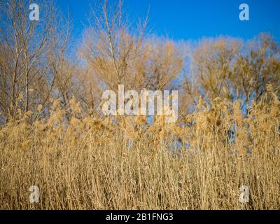 Nature scene of the Wetlands Park at Nevada Stock Photo