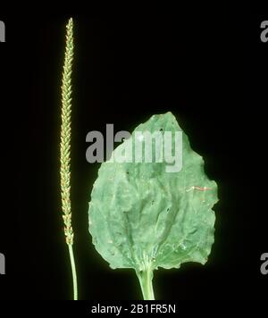 Ratstail or broad leaf plantain (Plantago major) flower, seedhead and leaf of this medicinal plant or weed Stock Photo