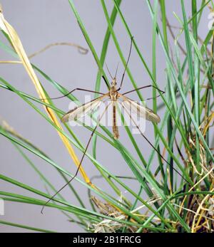 Crane-fly (Tipula oleracea) on grass after hatching from a leatherjacket larva in summer Stock Photo